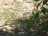 IMG_1741