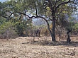 Sambia006