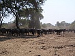 Sambia008