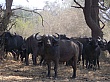 Sambia009