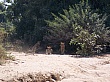 Sambia010