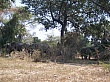 Sambia012