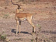 Sambia038