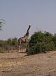 Sambia042