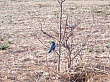 Sambia046