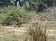 Sambia082