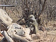 Sambia105
