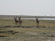 Sambia108