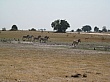 Sambia109