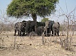 Sambia111
