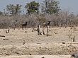 Sambia138