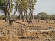 Sambia206