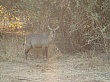 Sambia212