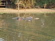 Sambia213