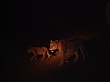 Sambia223