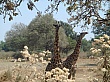 Sambia229