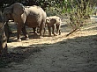 Sambia281